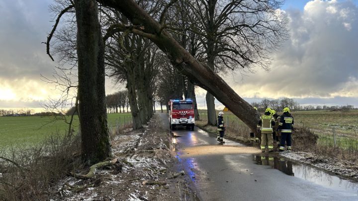 Drzewo nad jezdnią